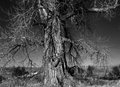DSC_0024  UG TREE.jpg