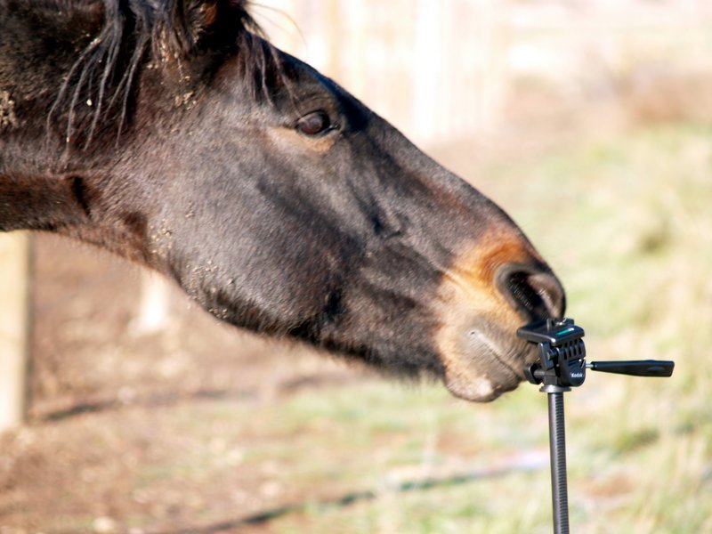 NOSEY HORSEY