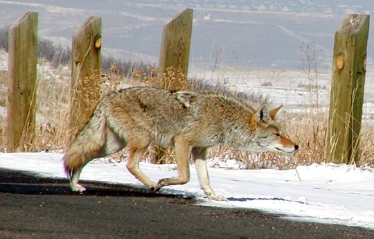 ON THE PROWL
