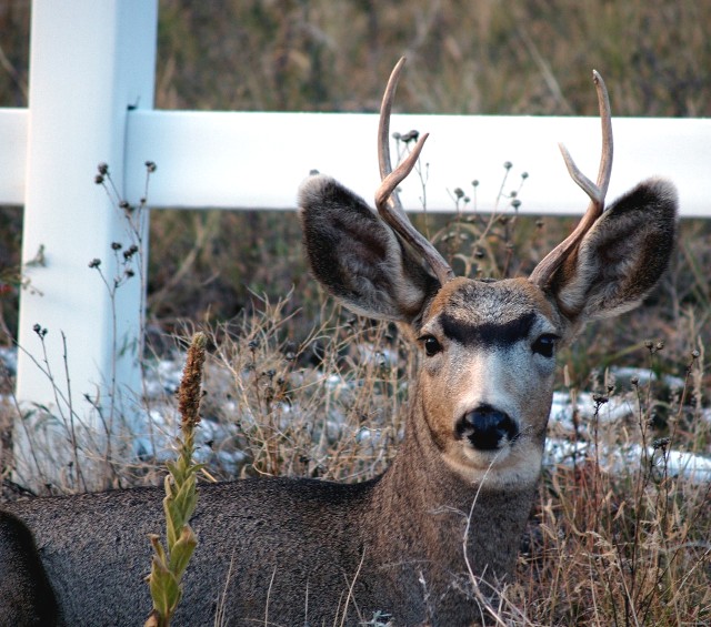 BUCK  at  FALCON.jpg