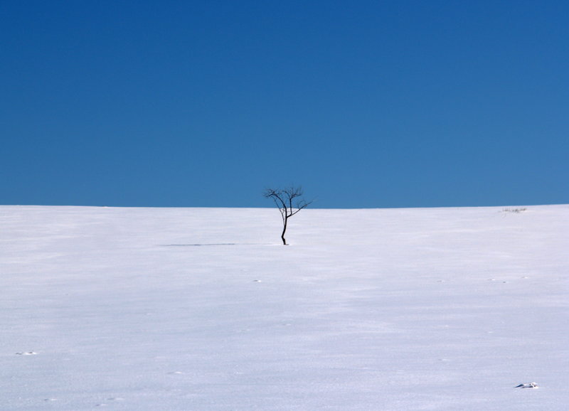 Flag of Lesser Arboria.jpg