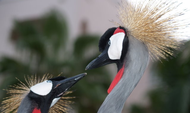 crane1527.jpg