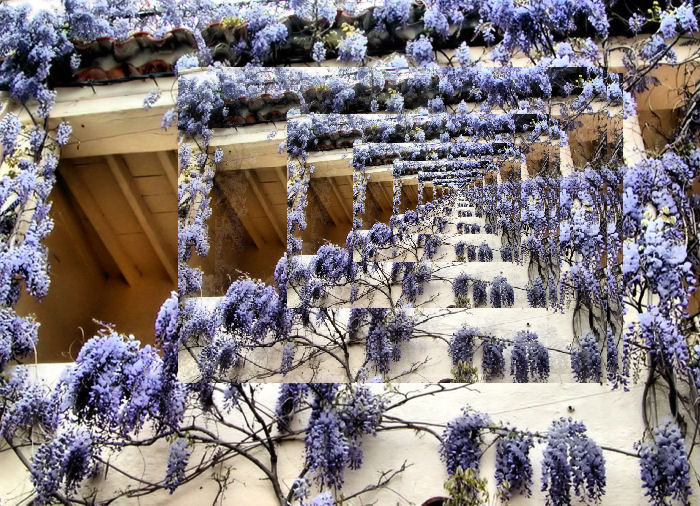 wisteriabalc111P1010089.jpg