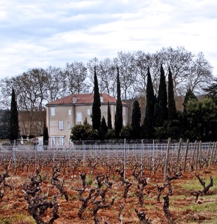 vineyardP1010105.jpg
