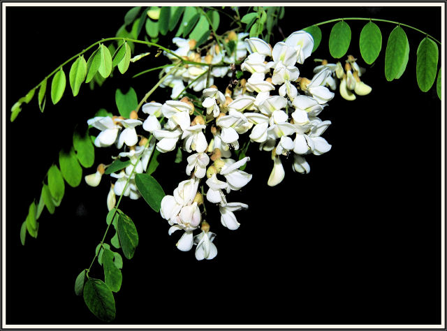 DSC_0032natural floral spray