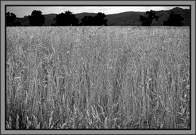 DSC_0074FOREWHEATTREELINE.jpg