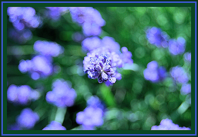 DSC_0012prolificlavender.jpg