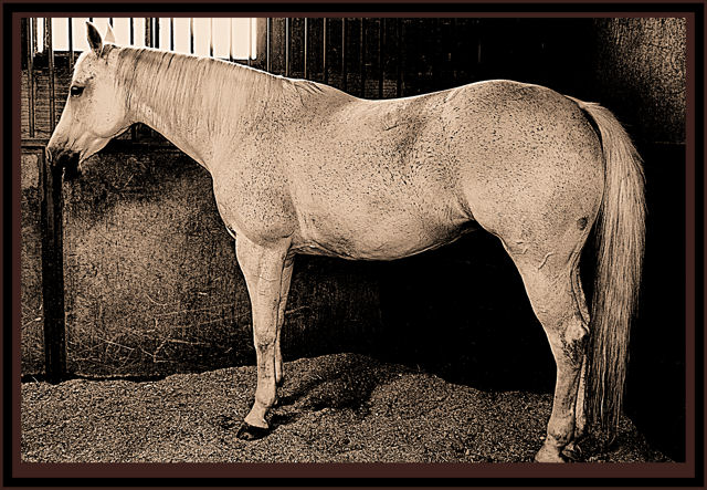 DSC_0178SEPIA HORSE.jpg