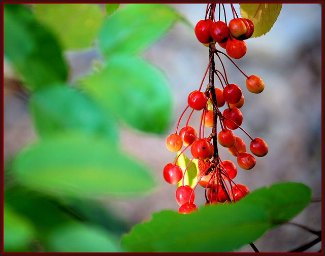  berry bunch bokeh