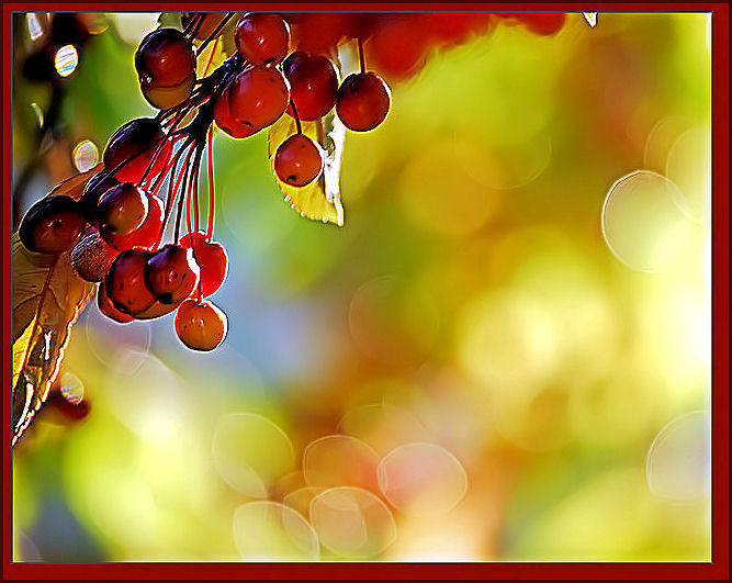 BERRY BOKEH CIRCLES