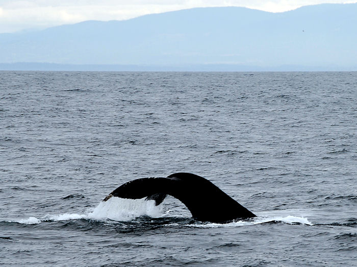 DSC_0059 whale  tail tale 5.jpg