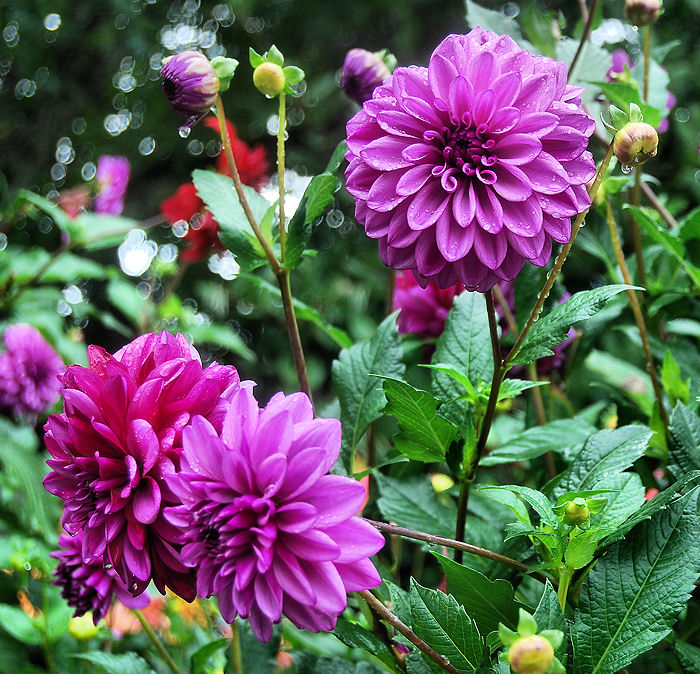  BUTCHART GARDENS FLORAL 1A.jpg