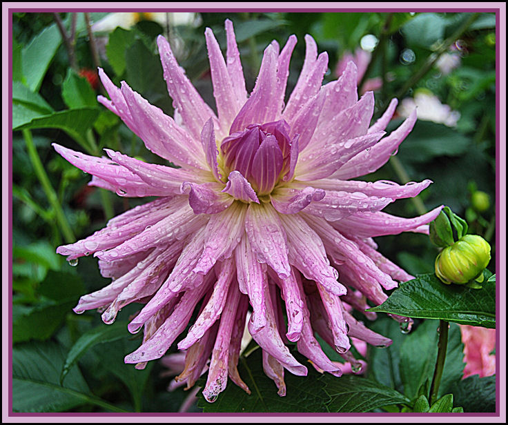 FLOWER BUD AND LEAF