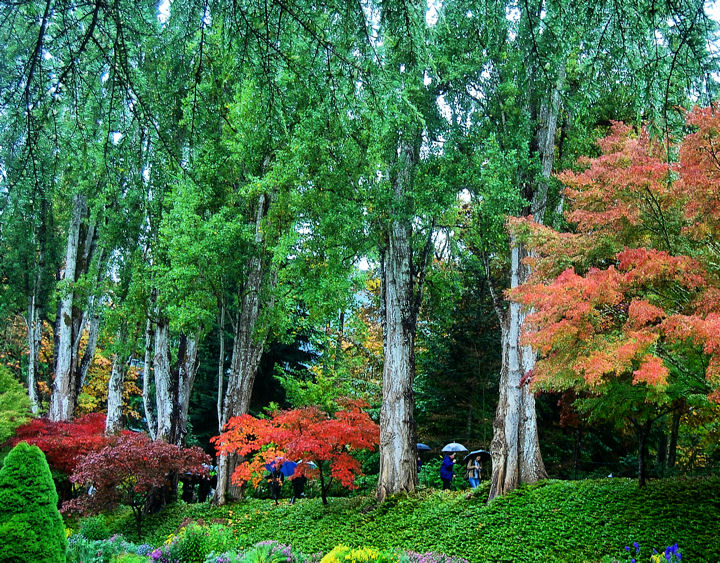 DSC_0224 A most serene walk amongst giants. 1A.jpg