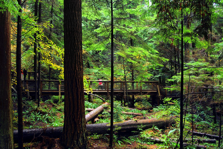 DSC_0258 DEEP INTO THE WOODS  1.jpg