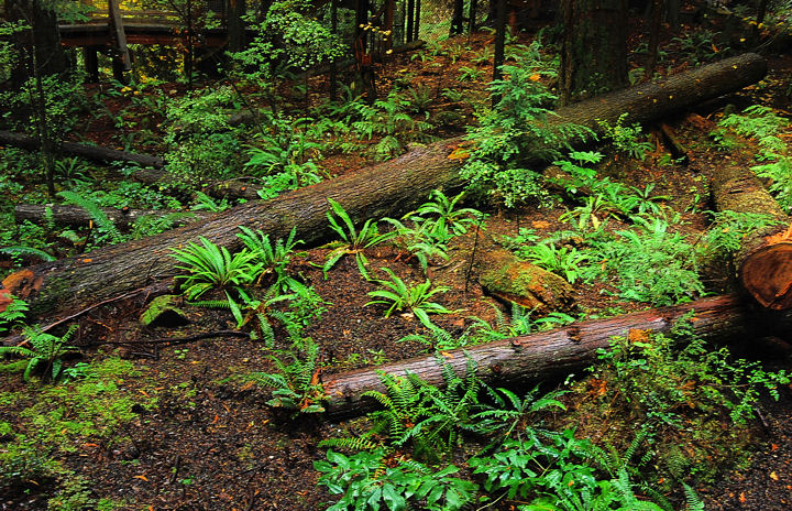 DSC_0259 OLD AND NEW GROWTH 1.jpg