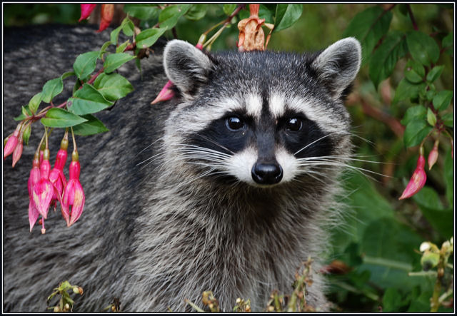 DSC_0065 Under the Fushia shrub  2.jpg