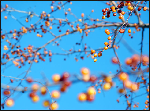 DSC_0072 foreground bokeh.jpg