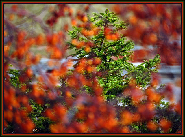 DSC_0039  out take foreground bokeh 1.jpg
