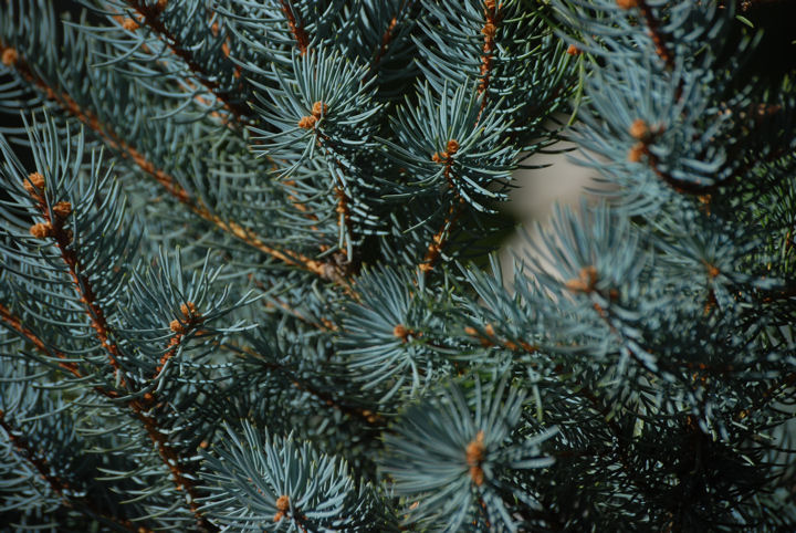 DSC_0028   BOKEH OUTTAKE.jpg