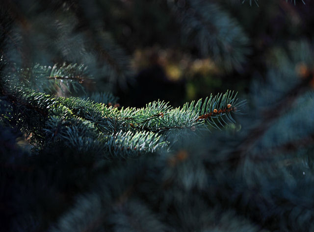 DSC_0002 foreground bokeh.jpg