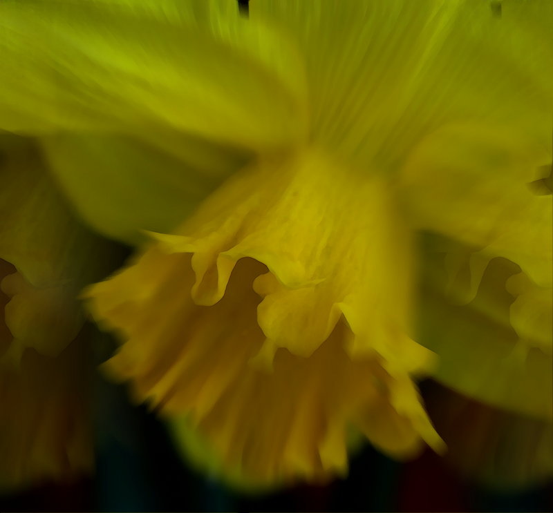 YELLOW DAZE