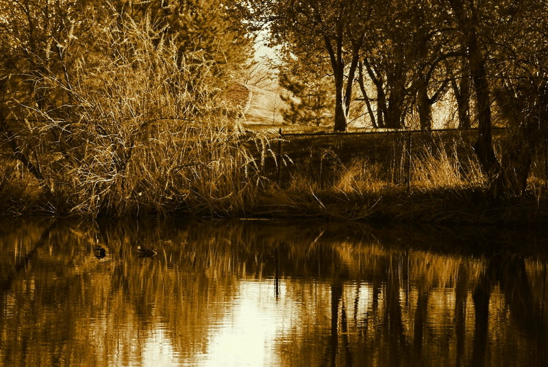 GREENWOOD 