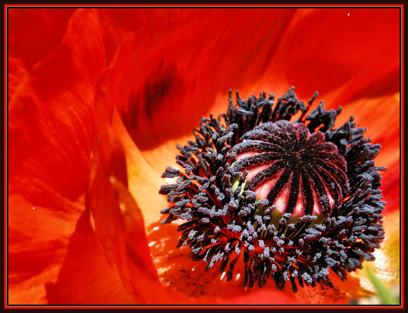 CENTER OF POPPY 