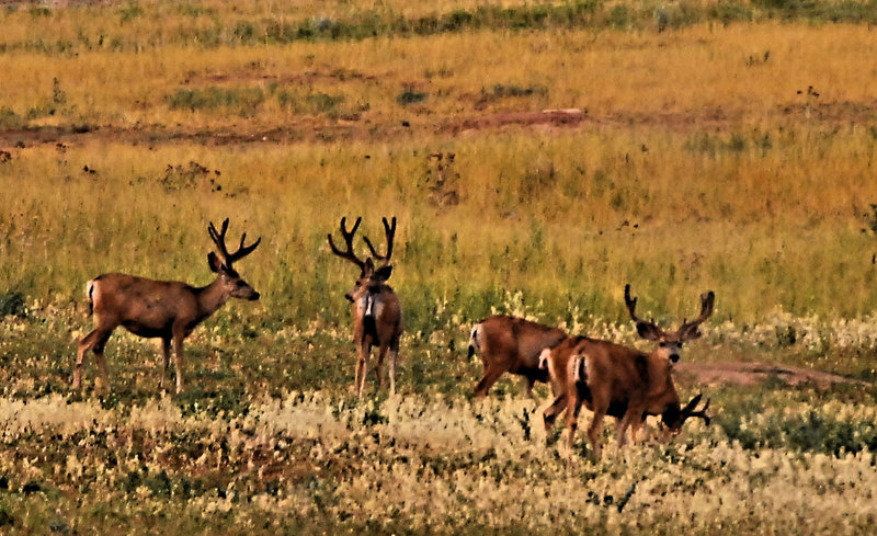 DSC_0174   bucks.jpg