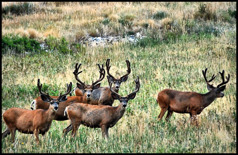 bucks attention 2