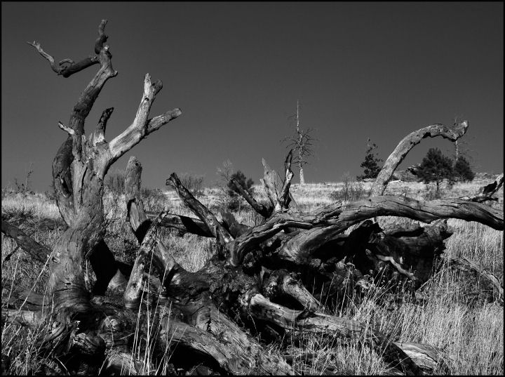DSC_0042   FALLEN AT FALCON 1.jpg