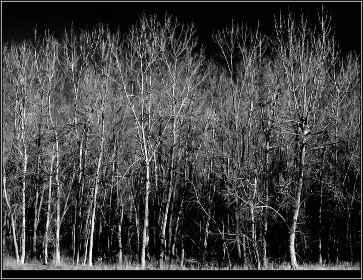 DSC_0091 AA INSPIRED ASPEN WANNABEE.jpg