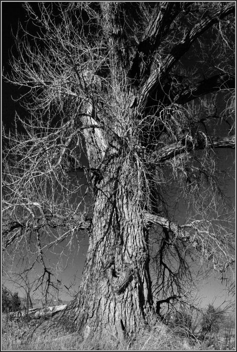 DSC_0026 SPOOKY TREE.jpg
