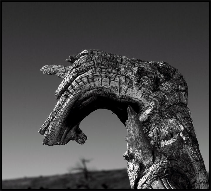 DSC_0071 A DRAGON IN THE TRUNK.jpg