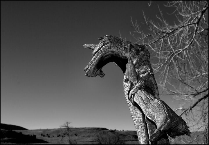 DSC_0067 PETROFIED DRAGON.jpg