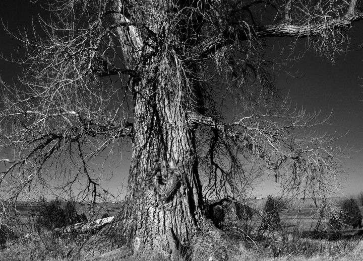 DSC_0024  UG TREE.jpg