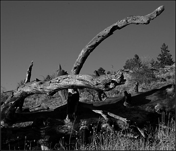 DSC_0047   FALLEN AT FALCON.jpg