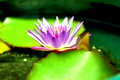 Water Lily