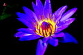 Retro Water Lily.