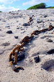 Rusty Chains