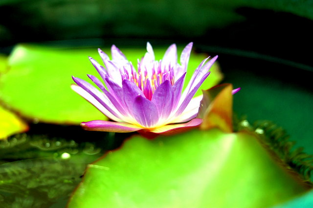 Water Lily