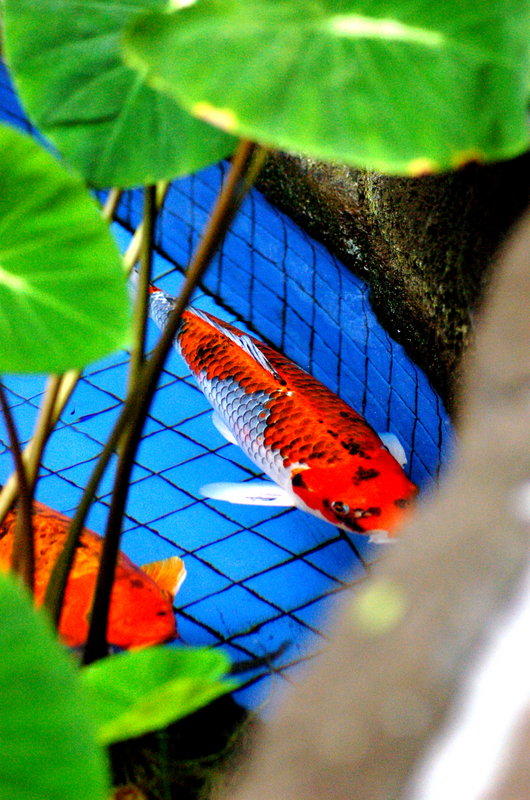 Carpe Carp