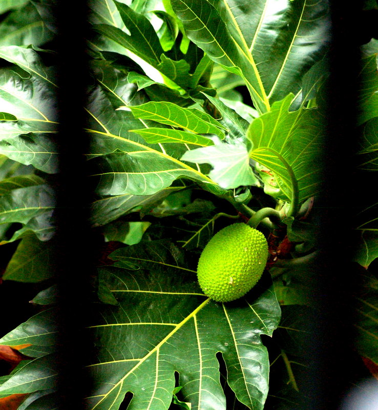 Breadfruit
