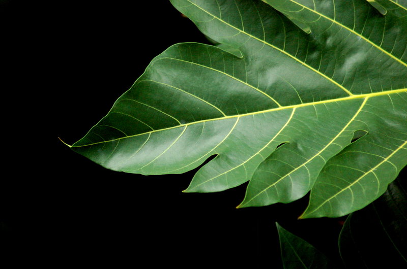 Big Leaf
