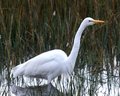 White Heron