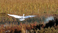 Great Egret in flight