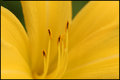 Day lily Dreams