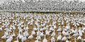  Gaggle of  Snow Geese