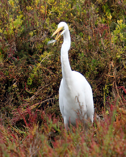 Fishing-Heron III.jpg