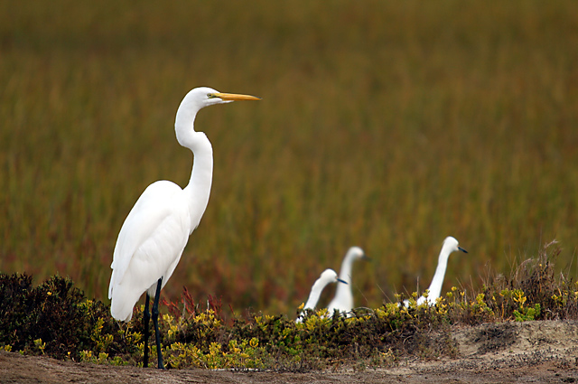 White-Heron-II.jpg